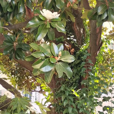 Bed & Breakfast La Magnolia 4*